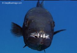 great barracuda showing off its nice teeth, key largo Flo... by T. Singer 